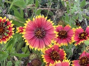 27th May 2023 - Indian Blanket
