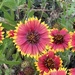 Indian Blanket by scooterd