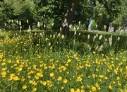 26th May 2023 - Buttercups
