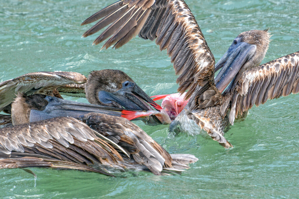 Battling Pelicans by danette