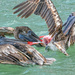 Battling Pelicans by danette