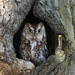 Screech Owl by fayefaye