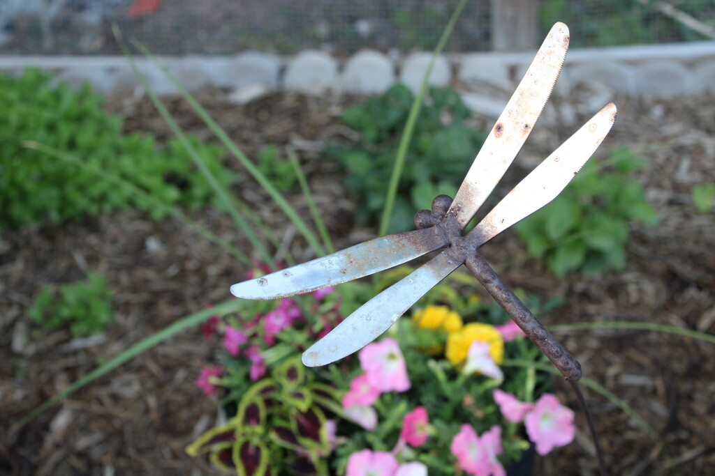 Dragonfly in the flower garden by mltrotter