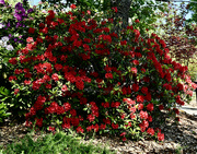 27th May 2023 - Rhodies Bursting Out