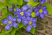 26th May 2023 - Blue Light Clematis