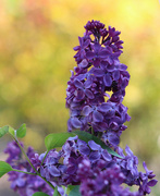 27th May 2023 - Dark Purple Lilac
