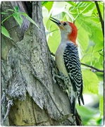 27th May 2023 - Red Bellied Woodpecker