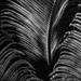 Palms  by joemuli