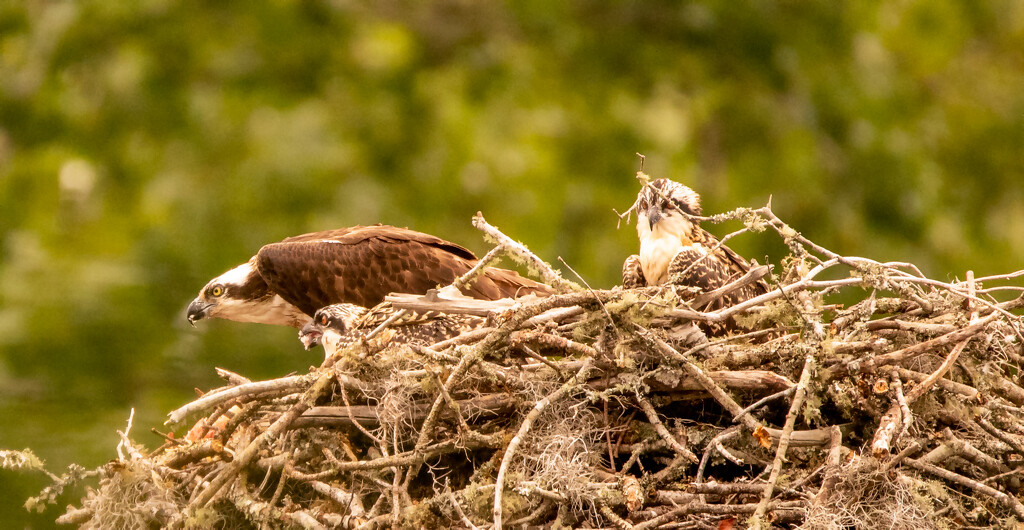 Osprey Mom and the Babies! by rickster549