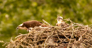27th May 2023 - Osprey Mom and the Babies!
