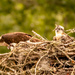 Osprey Mom and the Babies!
