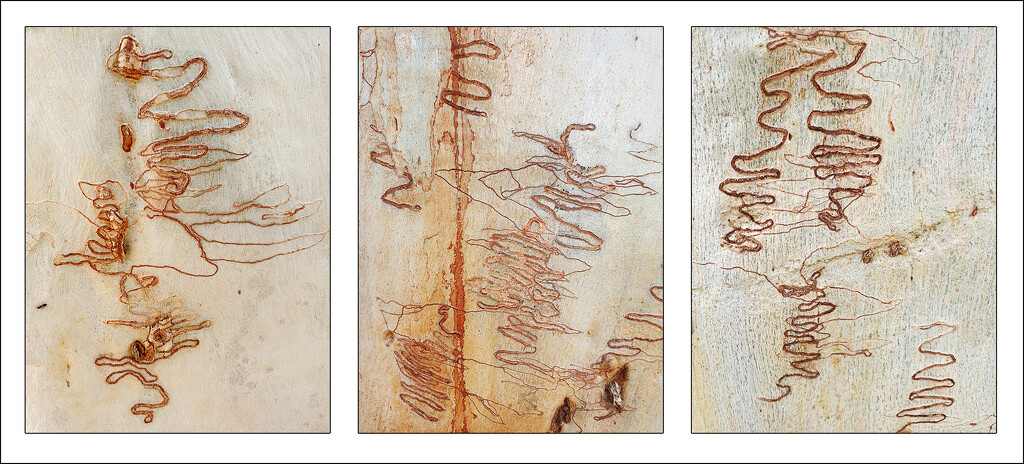Scribbly Gum Triptych by onewing