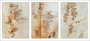 28th May 2023 - Scribbly Gum Triptych