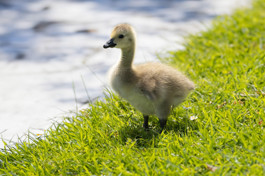 Baby Canadian Goose by lumpiniman