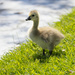 Baby Canadian Goose