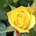 A Rose in yellow.... by anne2013
