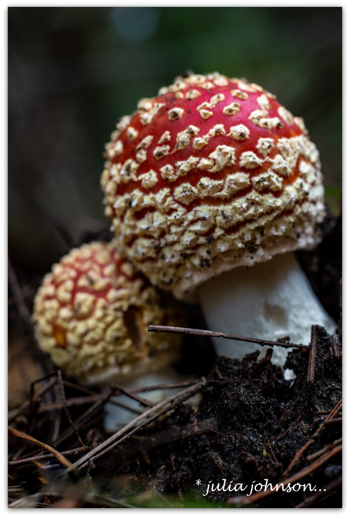 A pair of Fungi.. Amanita Muscaria by julzmaioro