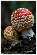 28th May 2023 - A pair of Fungi.. Amanita Muscaria