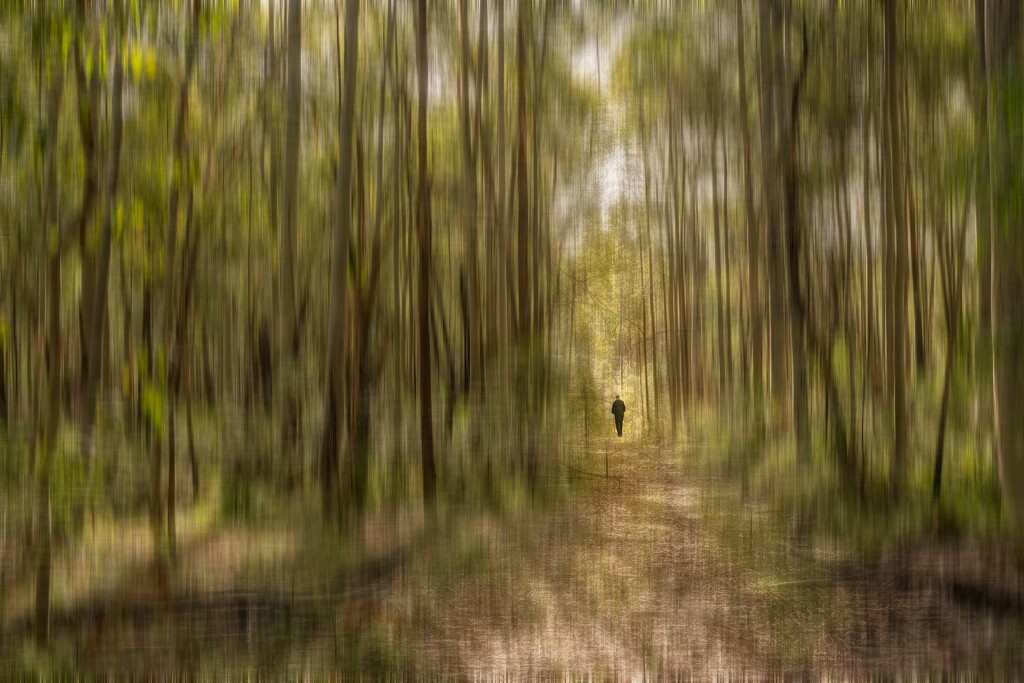 Walking in the forest by pusspup