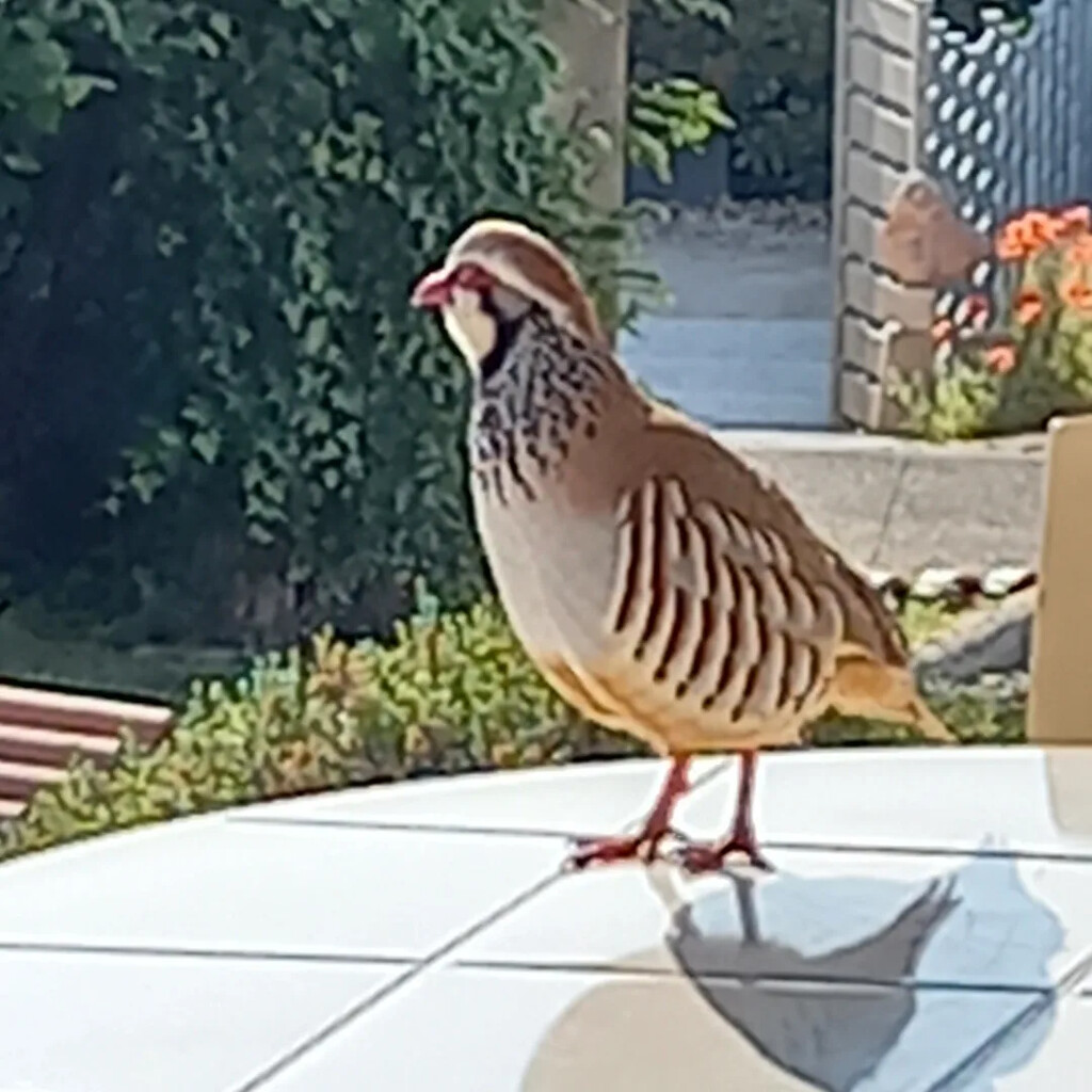 Partridge on the Patio table by ladypolly