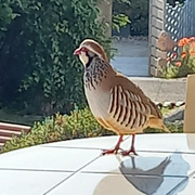 28th May 2023 - Partridge on the Patio table