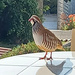 Partridge on the Patio table