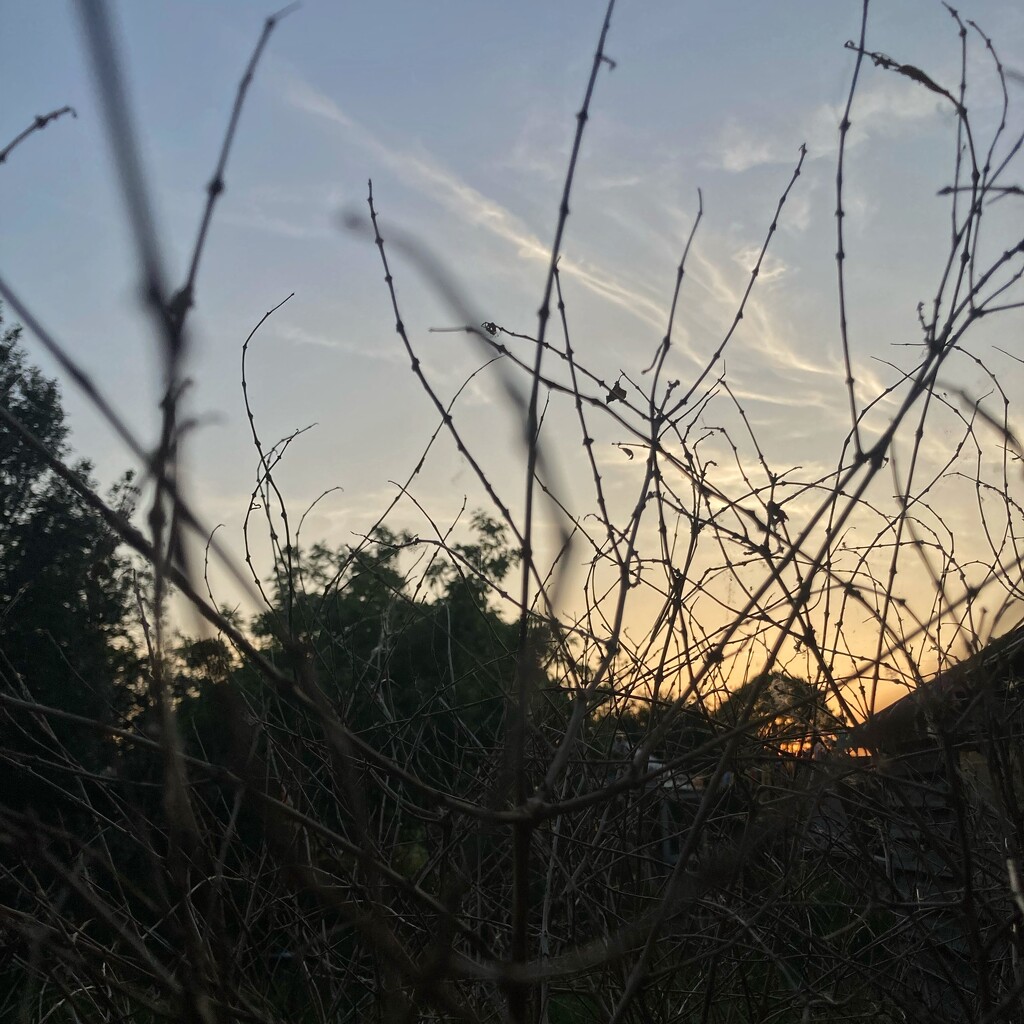 Sunset through an untamed fuchsia by denidouble