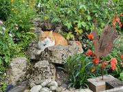 26th May 2023 - Both Cats Resting in the Stream Bed