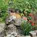 Both Cats Resting in the Stream Bed by 365projectmaxine