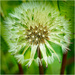 Dandelion clock 