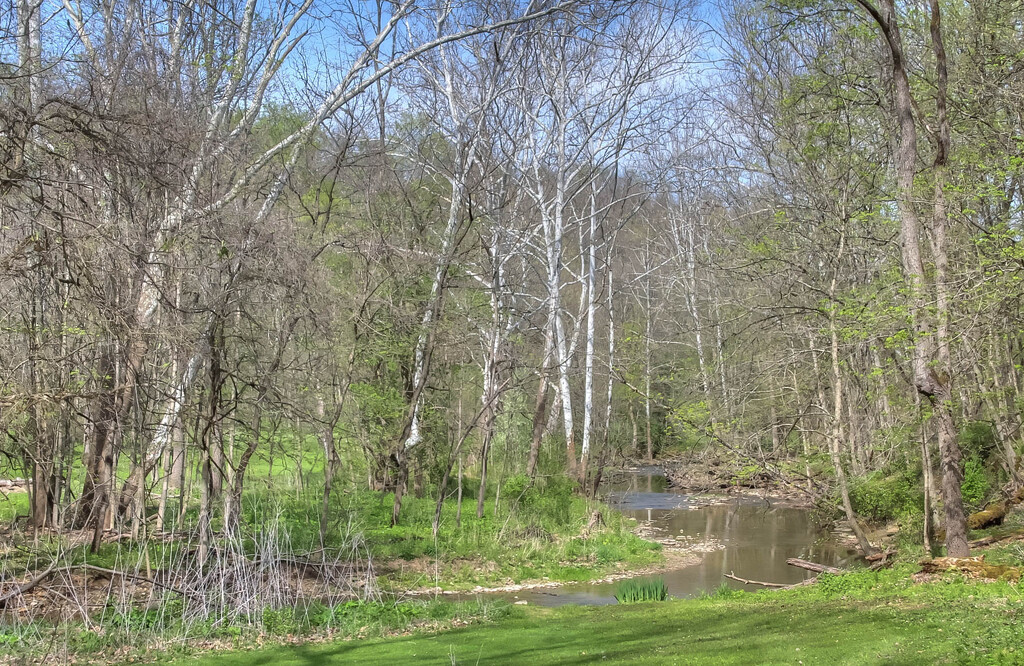 A creek in the park by mittens