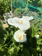 28th May 2023 - Arum Lily