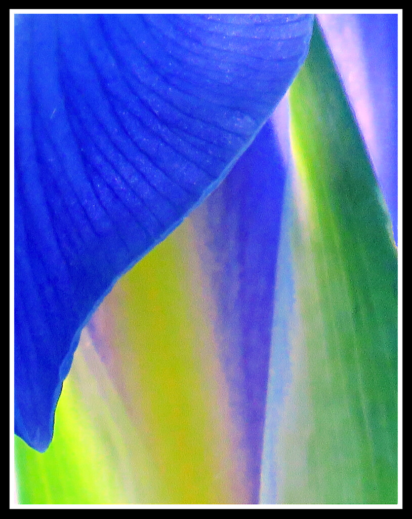 Iris Abstract by seattlite