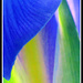 Iris Abstract by seattlite