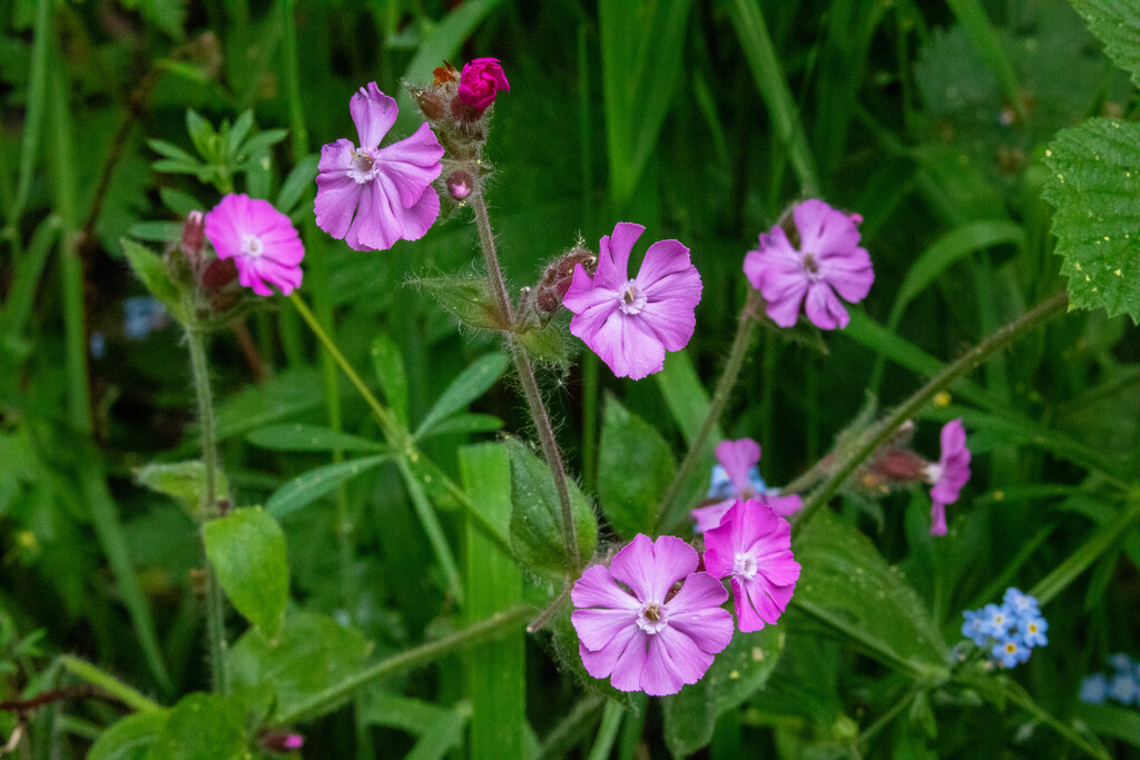 Wild Flowers in the woods by carole_sandford