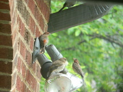 28th May 2023 - Three Finches on House Light