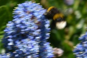 27th May 2023 - Buzzy bees