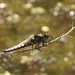 Dragonfly - Broad Bodied Chaser