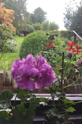 28th May 2023 - Lilac geranium  - a bit different from my usual reds!