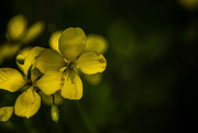 28th May 2023 - Greater celadine