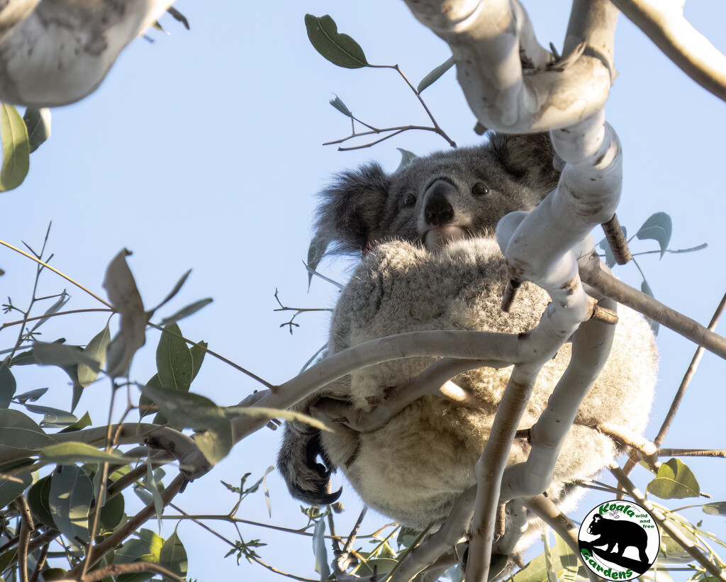 liquid eyes by koalagardens
