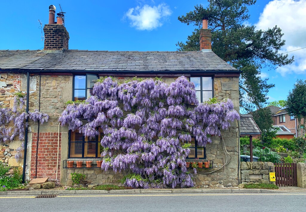 The nicest wisteria I’ve ever seen!! by happypat
