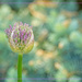 Allium Opening by gardencat