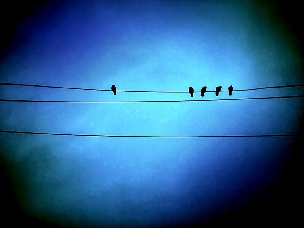 Birds on a wire in the winter by dariaspix