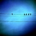 Birds on a wire in the winter