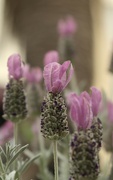 28th May 2023 - French Lavender 