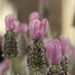 French Lavender  by sakkasie