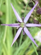 27th May 2023 - Starburst Alium Flower