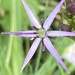 Starburst Alium Flower by cataylor41