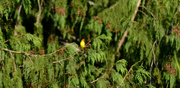 26th May 2023 - Western tanager 